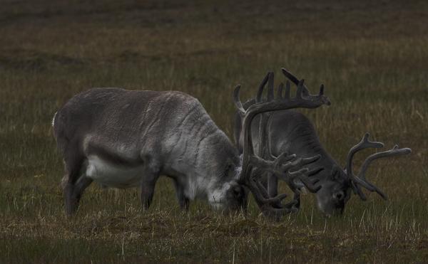 Five animals you'll find at either frigid end of the planet