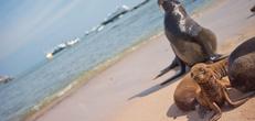 Galapagos Island Hopping