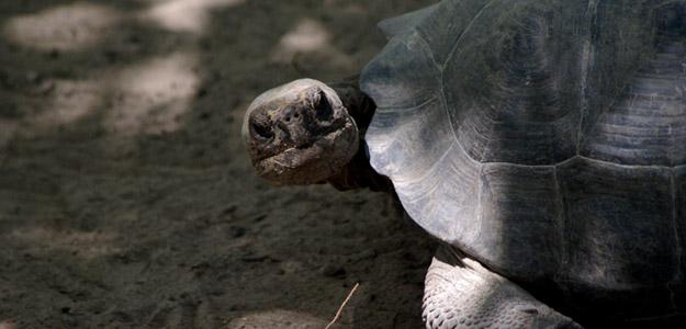 Close up of turtle in Galapagos