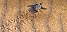 Tortuguero National Park Tour 4-Day Independent Adventure