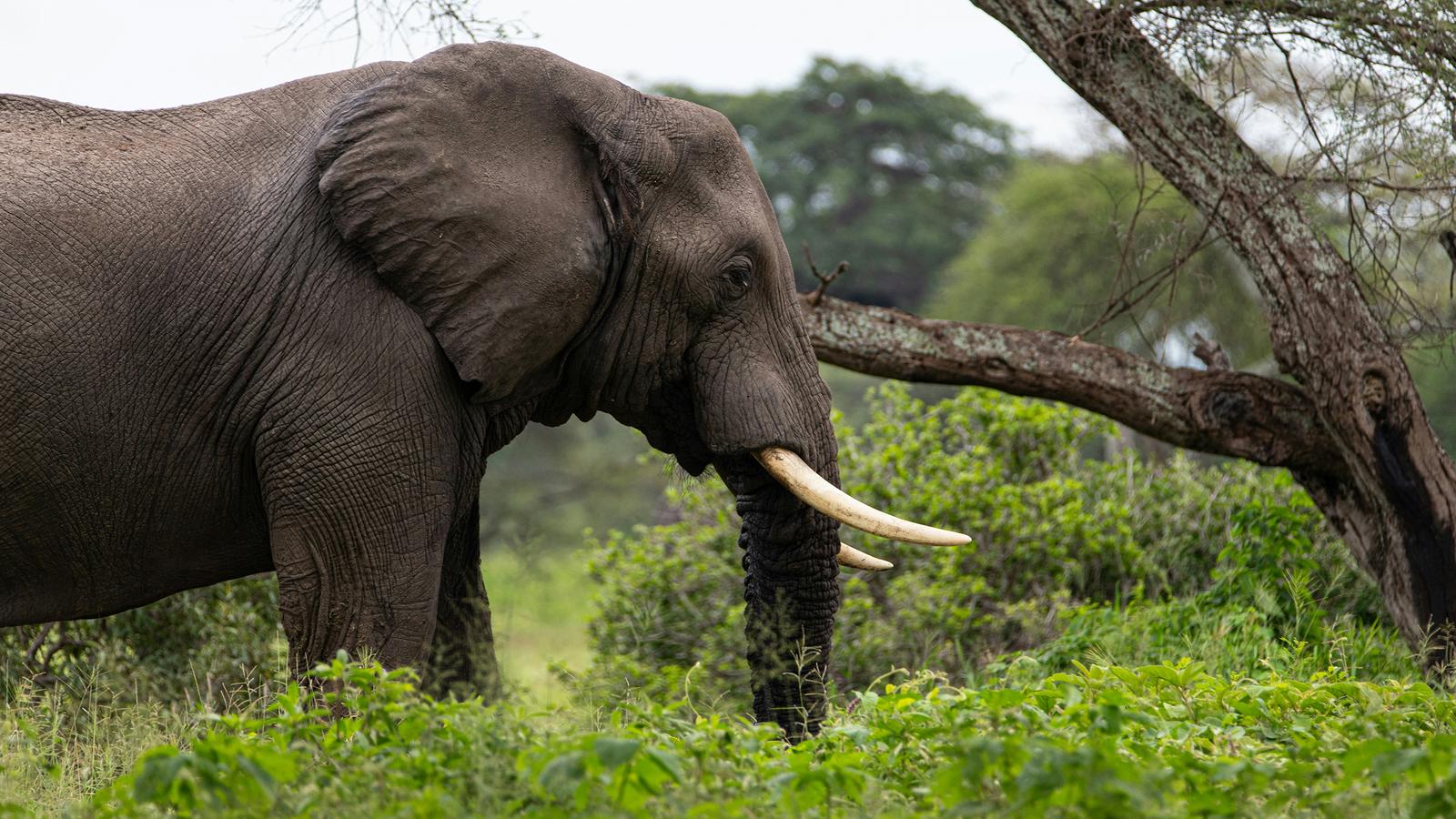 Signature: Southern Africa’s Highlights, Cape Town to the Okavango Delta
