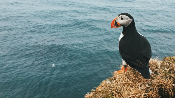 From erupting geysers to thundering waterfalls, we share our favourite Icelandic things to see, taste, smell, hear and feel