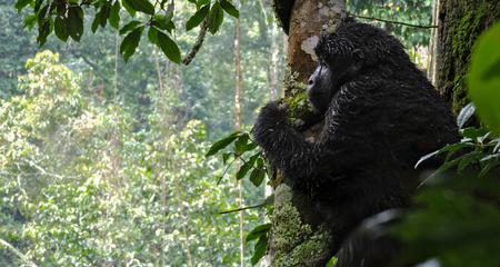 Kenya & Uganda Gorilla Overland: Forests & Wildlife Spotting