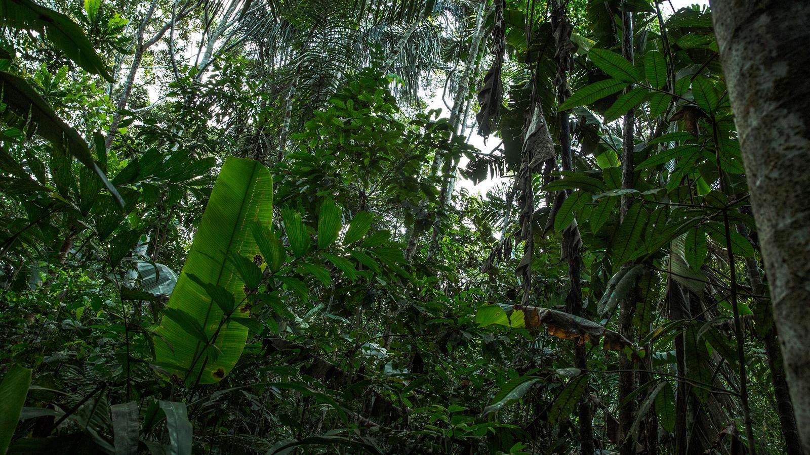 Local Living Ecuador Amazon Jungle In Ecuador South America G Adventures