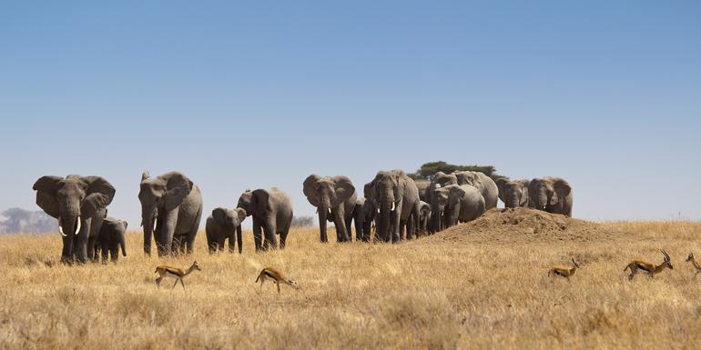 Masai & Tansania Camping-Safari