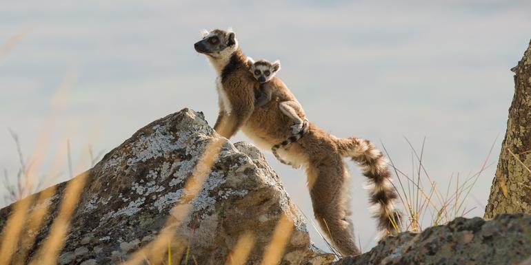 A Madagaszkár pingvinjei