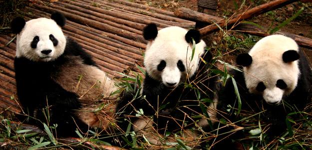 3 Pandas playing
