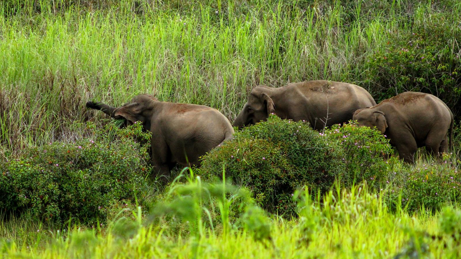 Best of Borneo in Borneo, Asia G Adventures