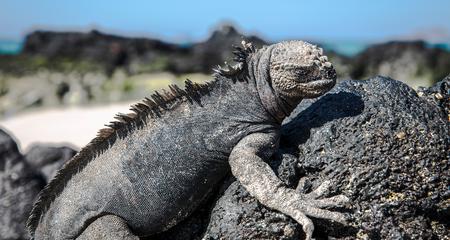 Galápagos — North & Central Islands aboard the Eden