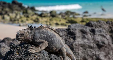 Galapagos - West and Central Islands aboard the Integrity
