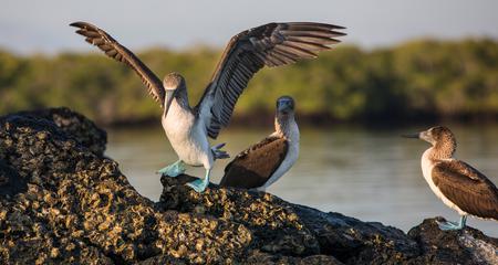 Galápagos Express Adventure: Wilderness & Wildlife