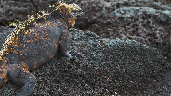 Described by Charles Darwin as “hideous-looking” and “most disgusting”, the marine iguana is an extraordinary animal that lives on land but feeds in the sea.