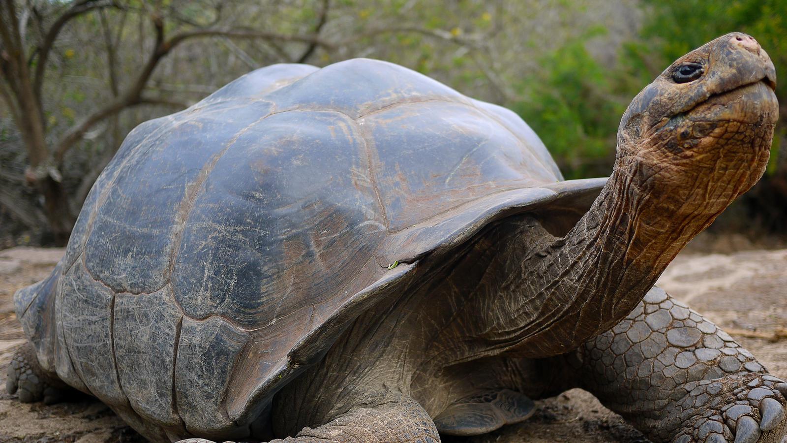 Giant tortoise in the Galapagos