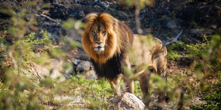 Cape Town, Kruger & Zimbabwe tourhub | G Adventures | Cape Town, Kruger & Zimbabwe