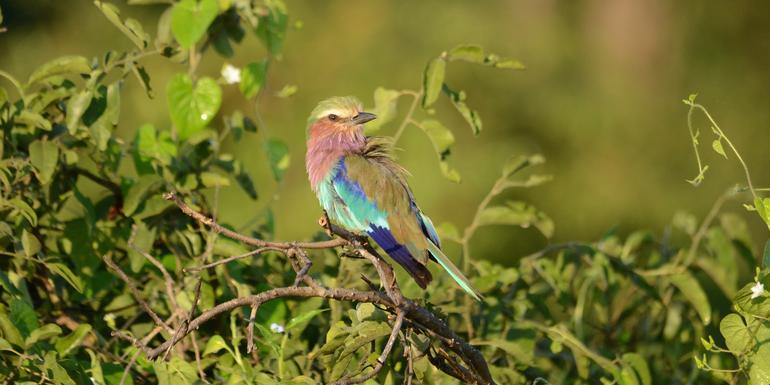 tourhub | G Adventures | Botswana & Zimbabwe Safari 