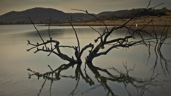 Join these birds for a tweet or two in Pilanesberg National Park.