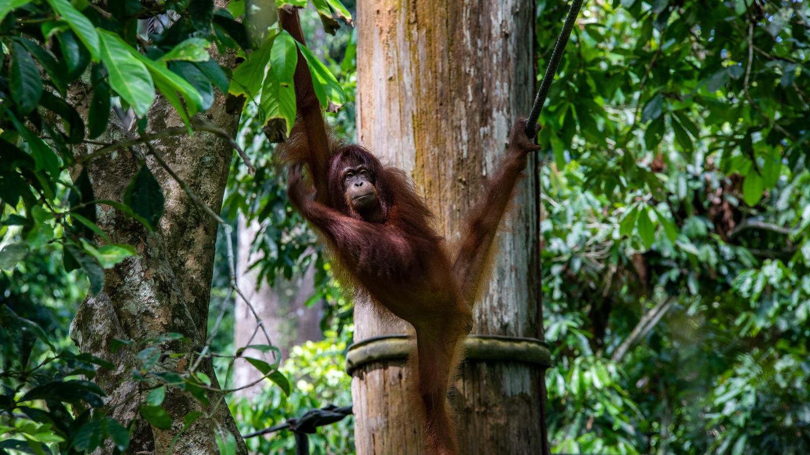 Journeys: Best of Borneo