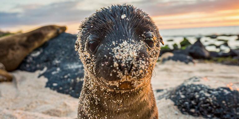 tourhub | G Adventures | Galápagos – West and Central Islands aboard the Reina Silvia Voyager 