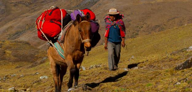 A horse carrying luggage up the Andean hills