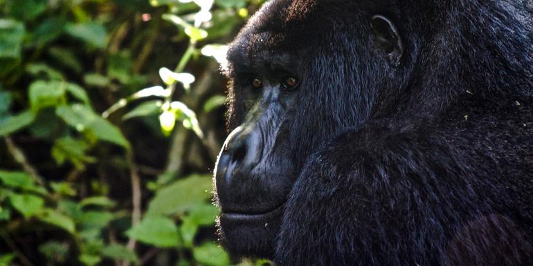 tourhub | G Adventures | Uganda to Rwanda: Gorilla Treks & Safari Drives 