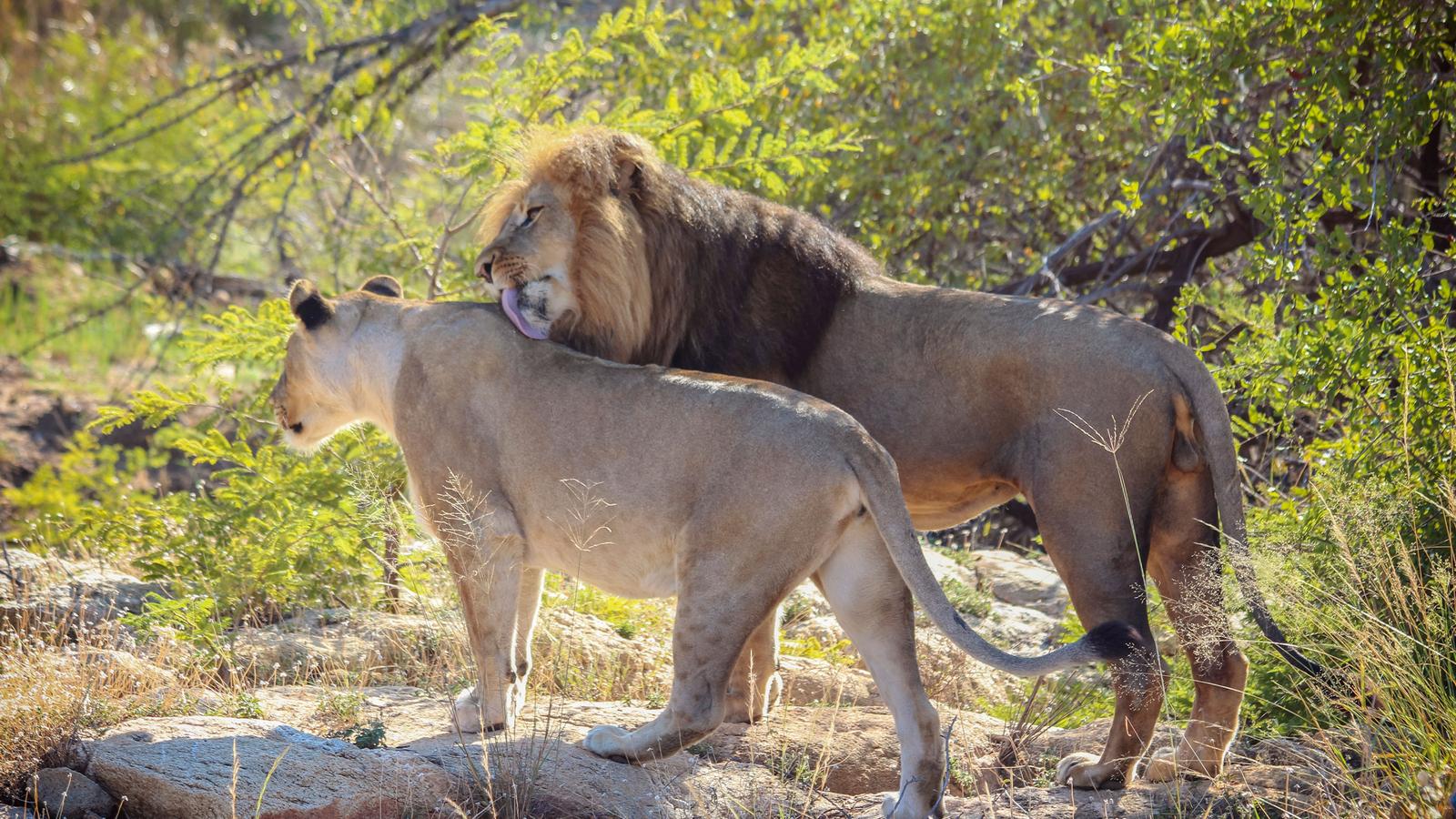 Southern Africa: Cape Town to Botswana