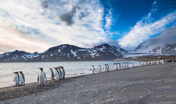 Meet the Falkland Islands: a wild South Atlantic haven where penguins, seals, albatrosses and whales seriously outnumber people