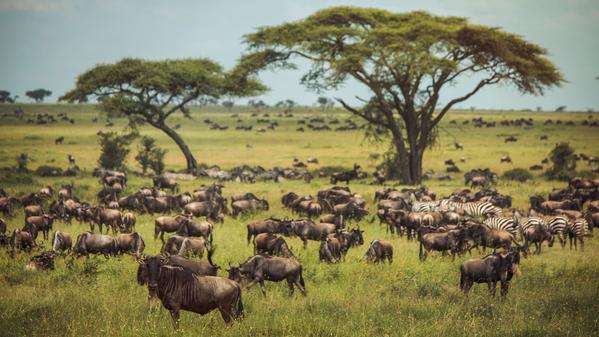 Two million years ago, our ancestors stood in the Serengeti and witnessed the very same golden sunset we bring you today.