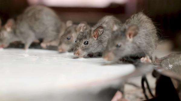 Rajahstan’s Karni Mata is home to more than 20,000 black rats — and Hindu devotees travel great distances to worship these revered rodents.