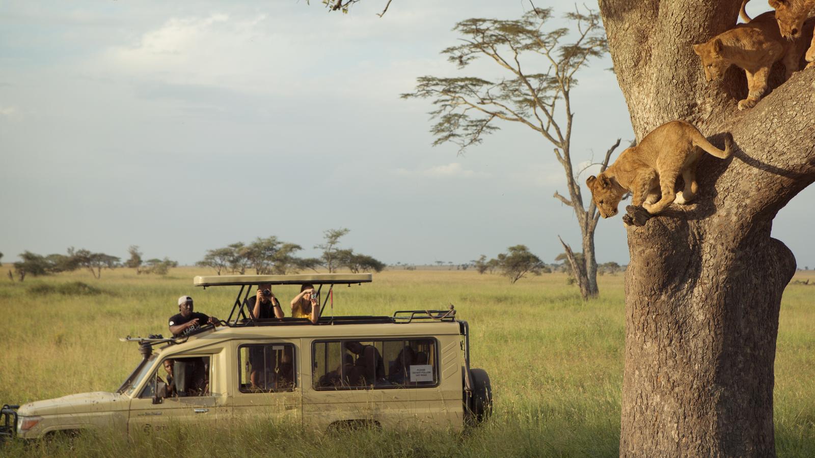 Kenya & Tanzania Safari Experience