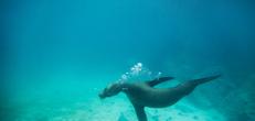Galapagos Land & Sea Central & South Islands aboard the Yolita