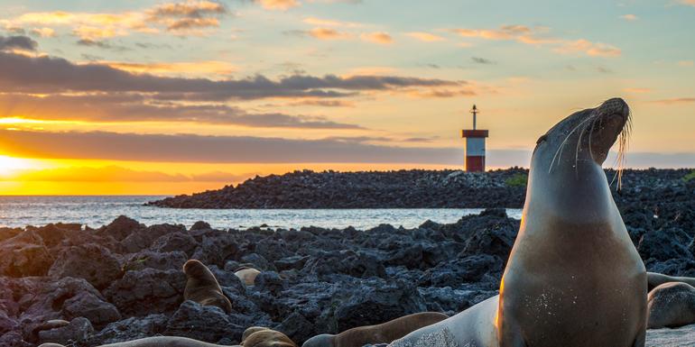 Galápagos – Central and East Islands aboard the Reina Silvia Voyager (Cruise Only)