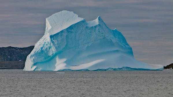 What makes Antarctica incredible is its wildlife, and any visit here won’t be its very best without at least a few sightings of some of its wild citizens. Hop aboard as we detail a few of our favourites.