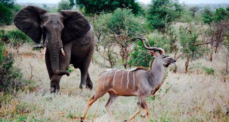 Best of Kruger & Victoria Falls