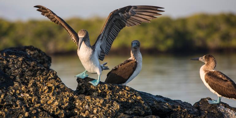 Galápagos — South & East Islands aboard the Eden