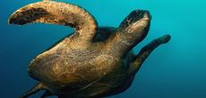 Galapagos Central Islands aboard the Xavier III