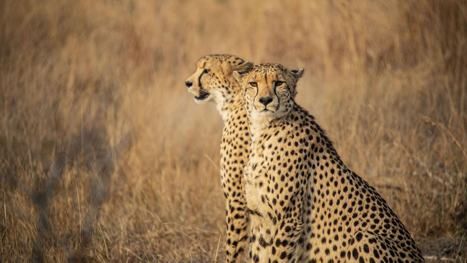 South Africa: Kruger, Cape Town & Stellenbosch Vineyards