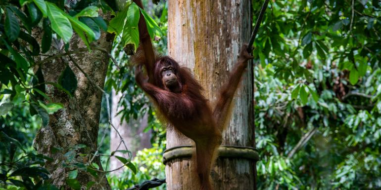 tourhub | G Adventures | Best of Borneo 