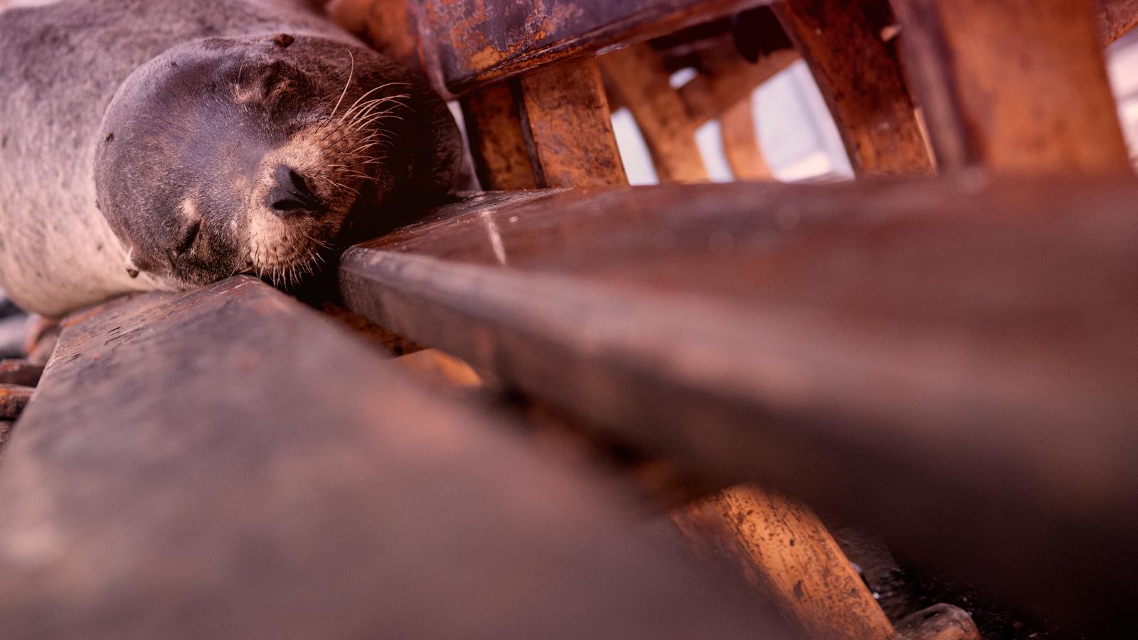 Sea-lion taking an afternoon nap on a bench in the Galapagos