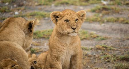 Upgraded Tanzania Safari