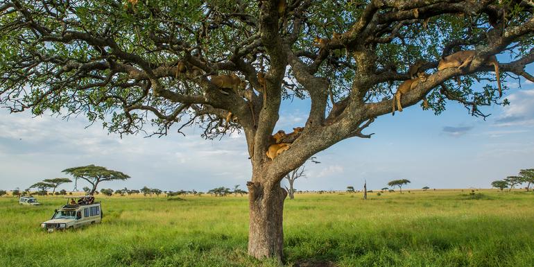 Tanzania Family Journey: A Serengeti Safari