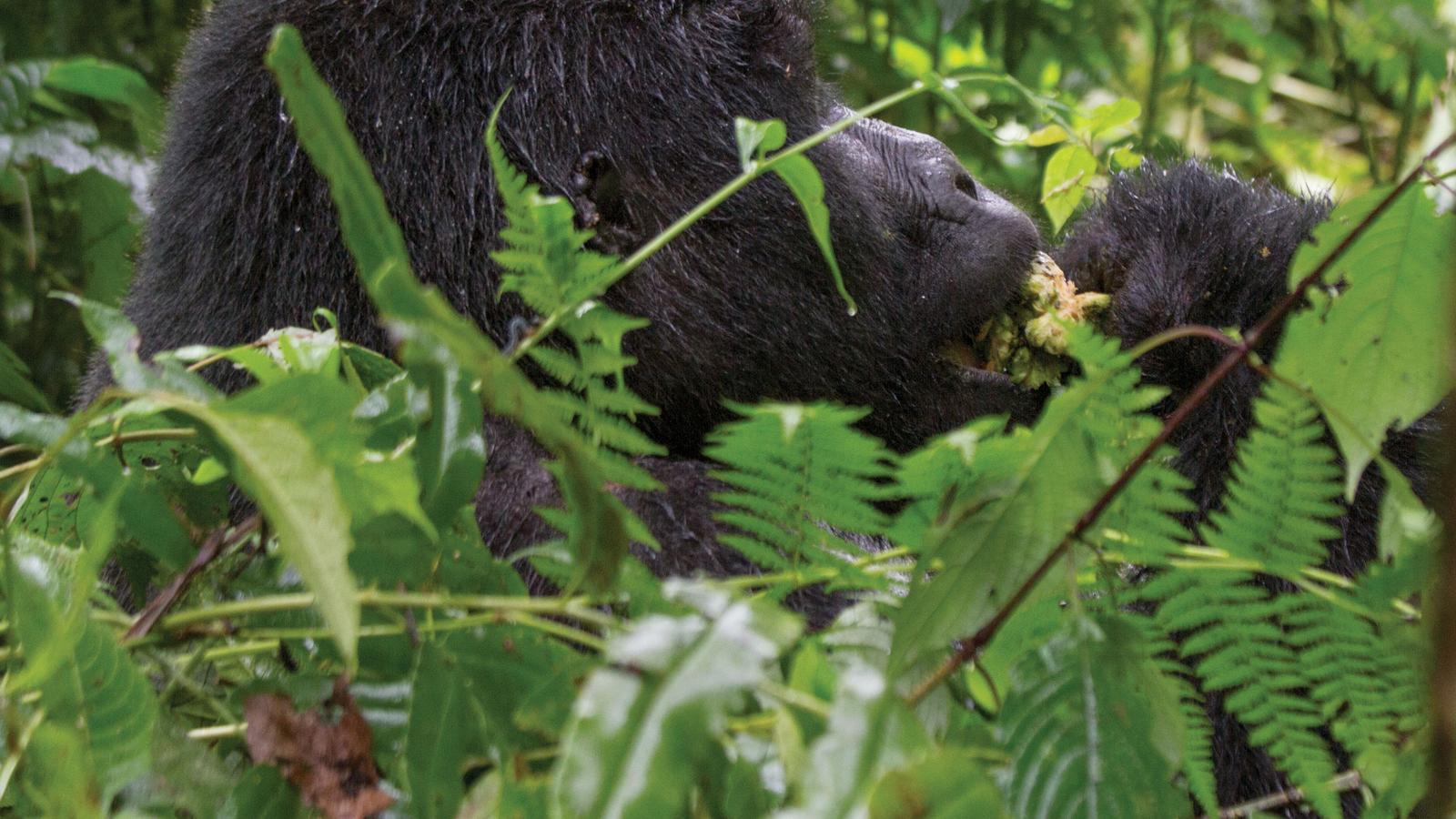 Mountain gorilla eating at Bwindi National Park in Uganda