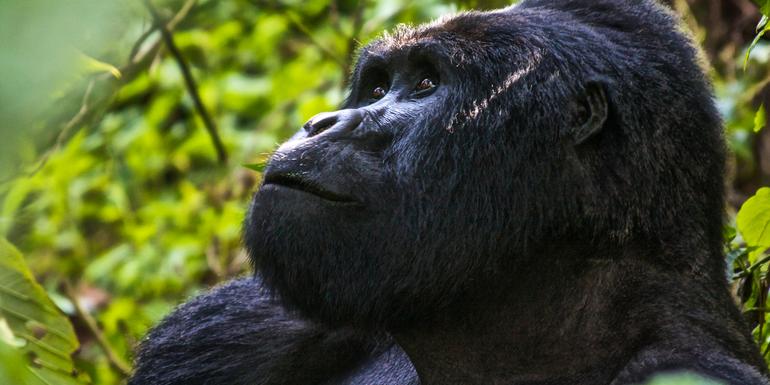 Uganda Overland: Gorillas & Chimps tourhub | G Adventures | Uganda Overland: Gorillas & Chimps