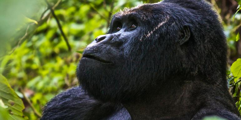 tourhub | G Adventures | Uganda Overland: Gorillas & Chimps 