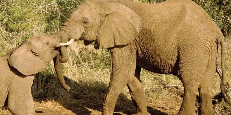 Journeys: Safari in Kenia