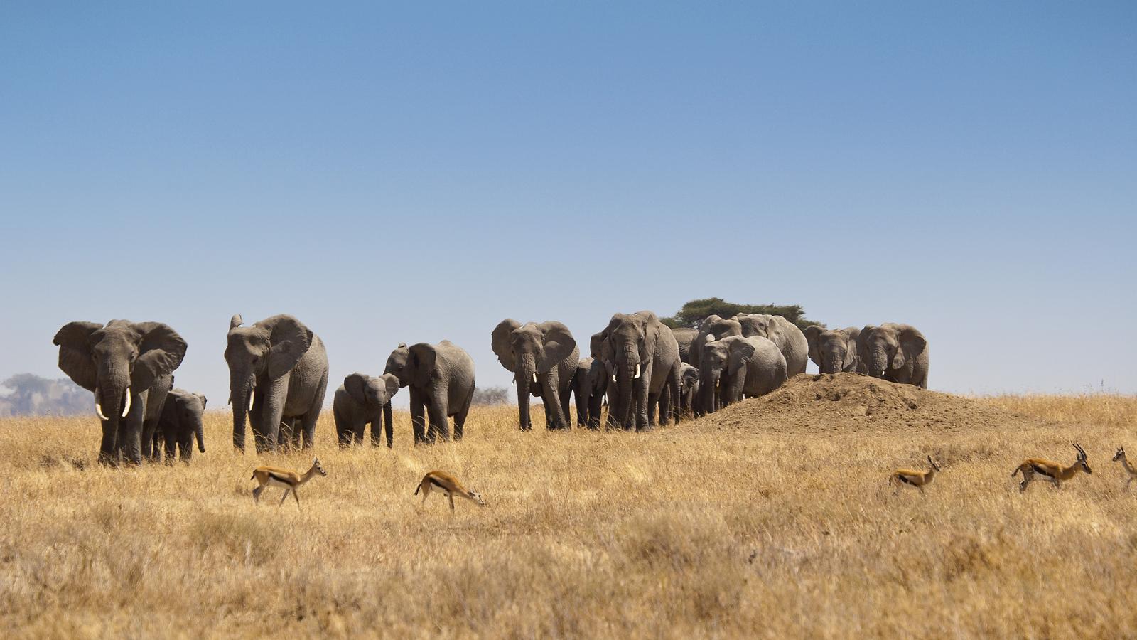 Safari in Kenya & Tanzania