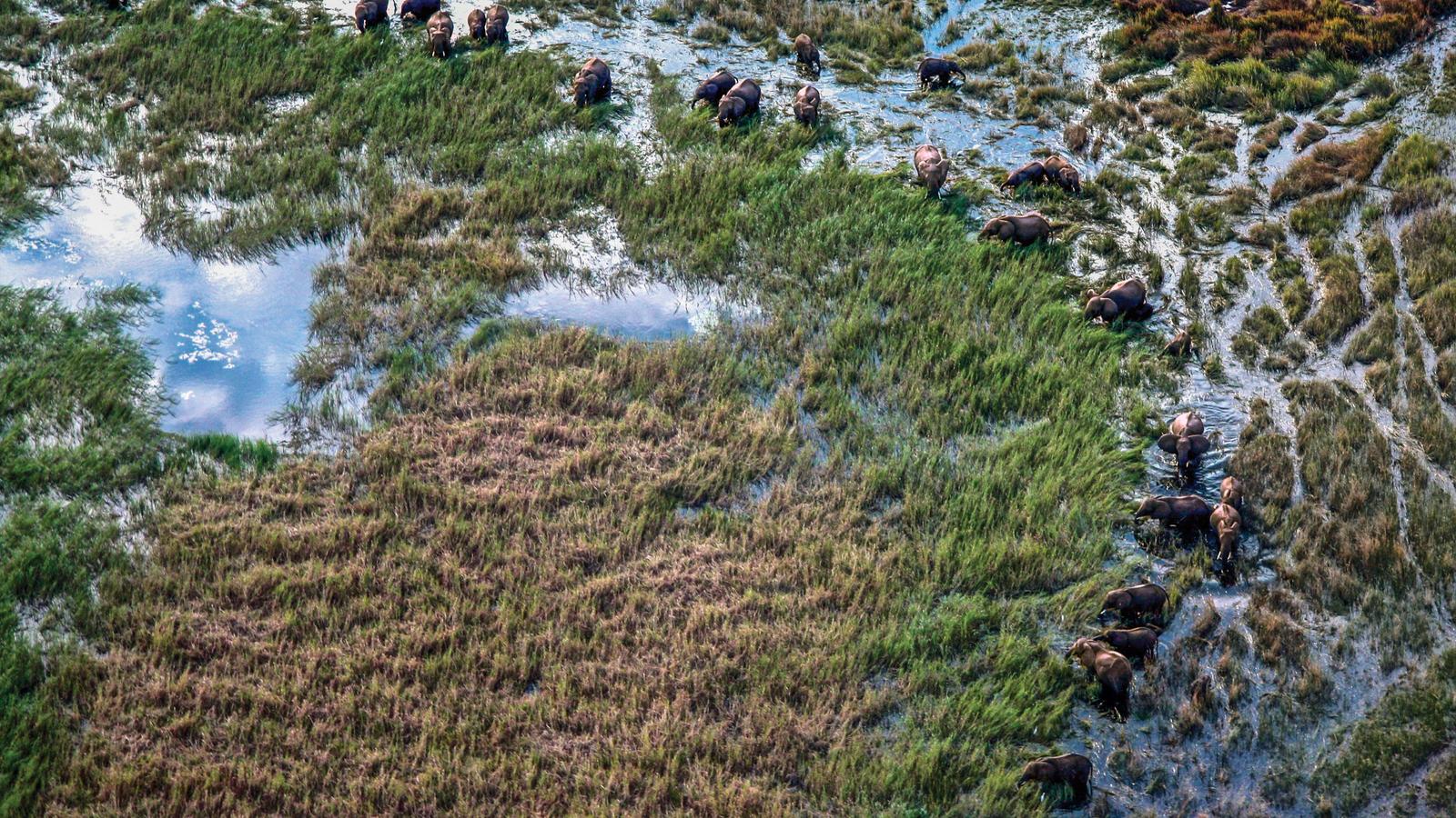 Elephant herd drinking water in Botswana