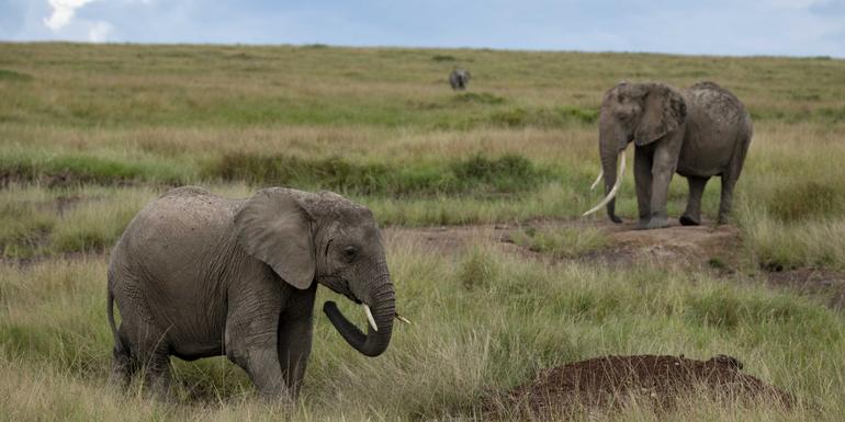 Masai & Tansania Camping-Safari