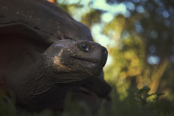 The small island is a nature-lover's paradise —?but it has a few old, dark secrets