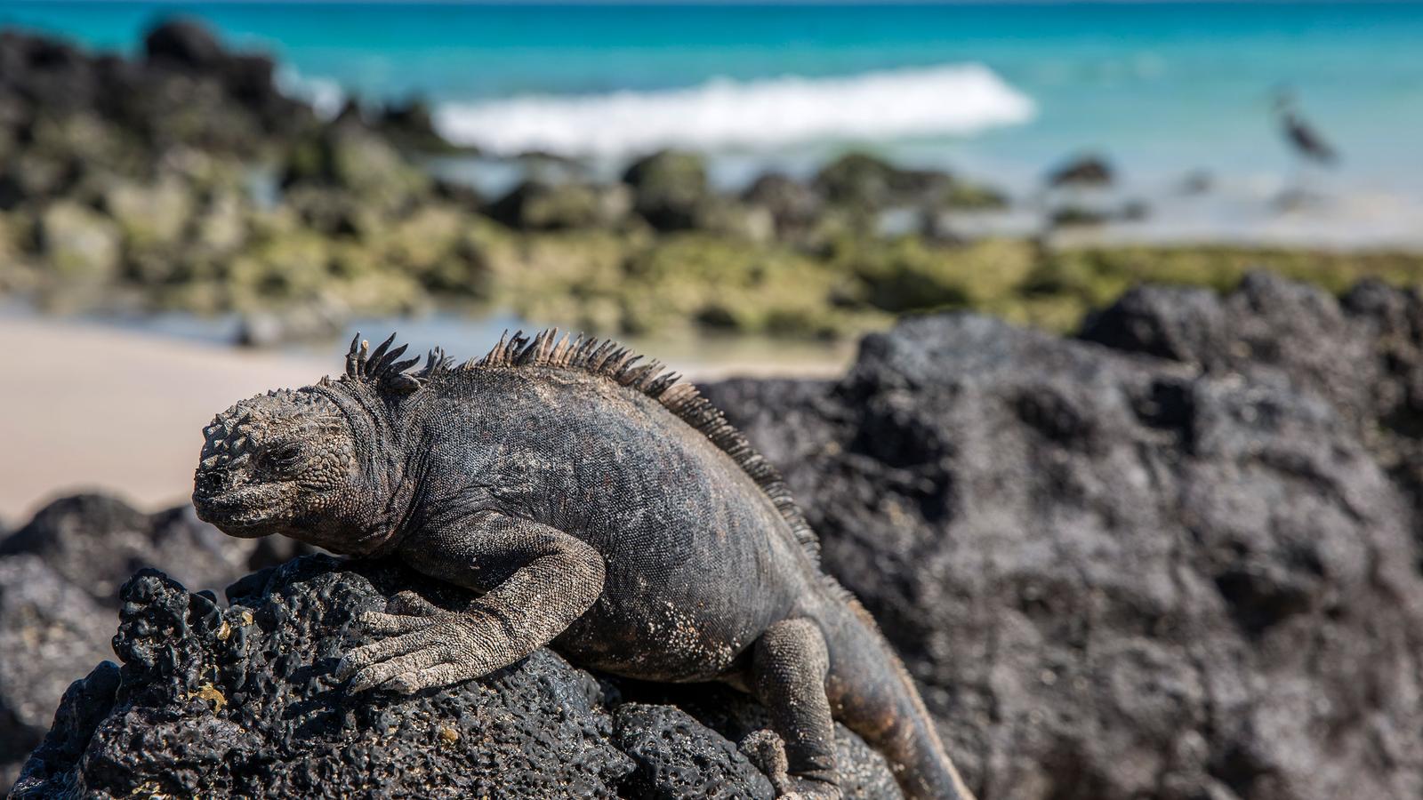 Sally lightfoot crabs and a marine iguana hang out on the shore of Santiago island in Galapagos