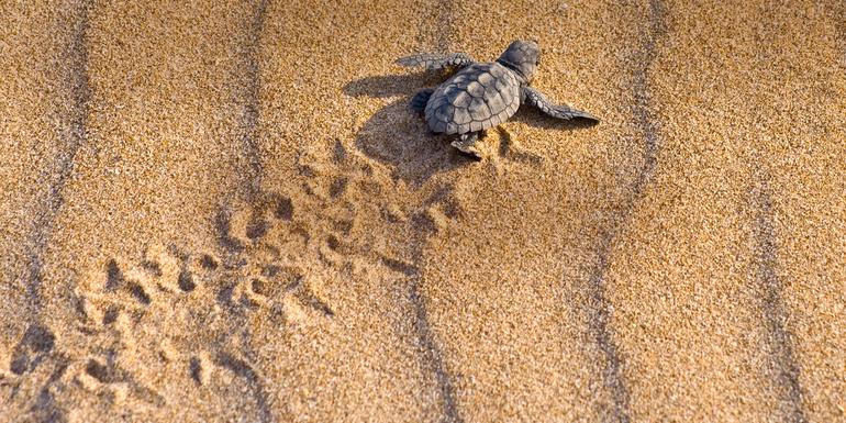 Turtles and Tortuguero Independent Adventure